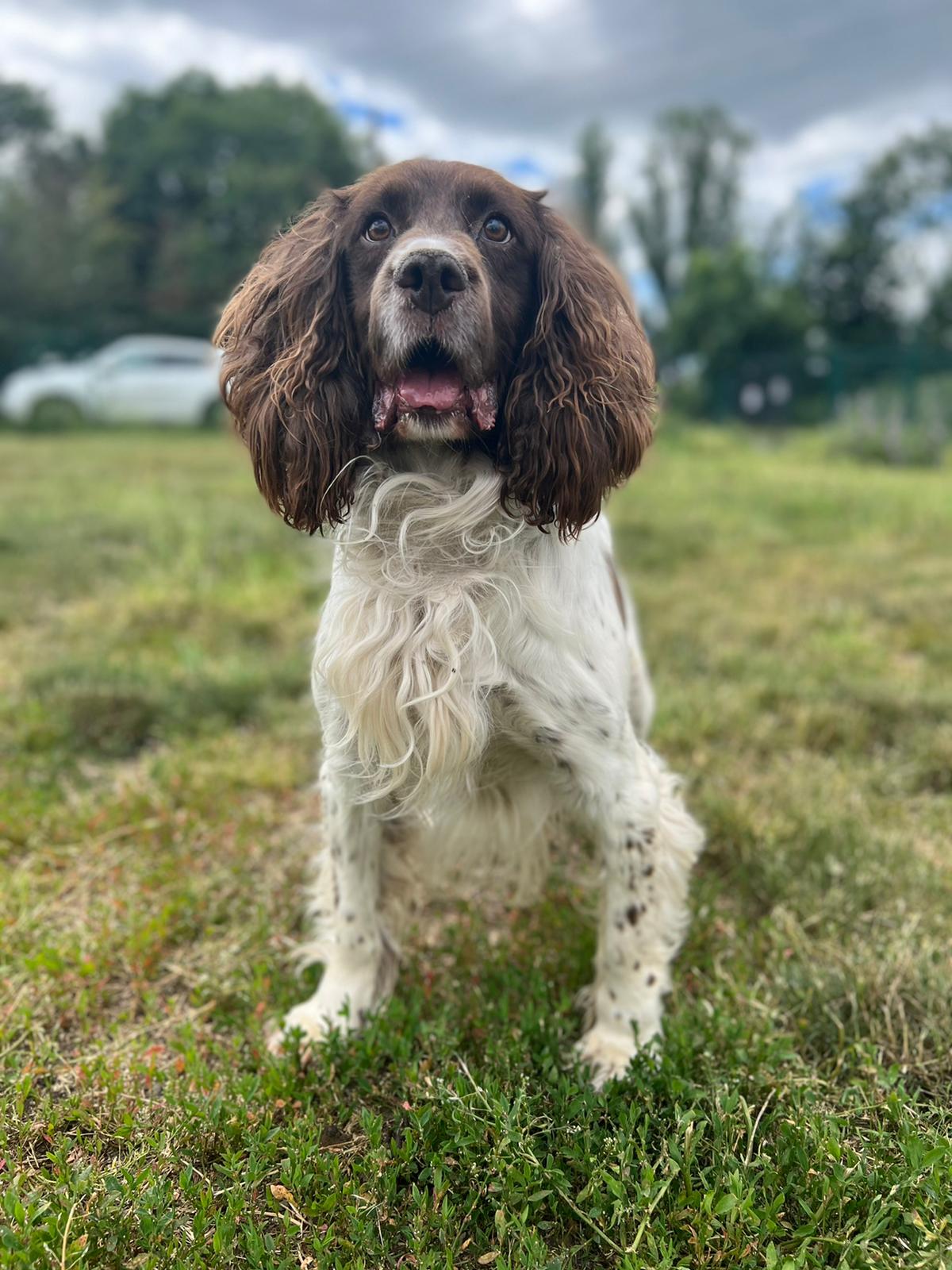 Springer spaniel hot sale rescue south east